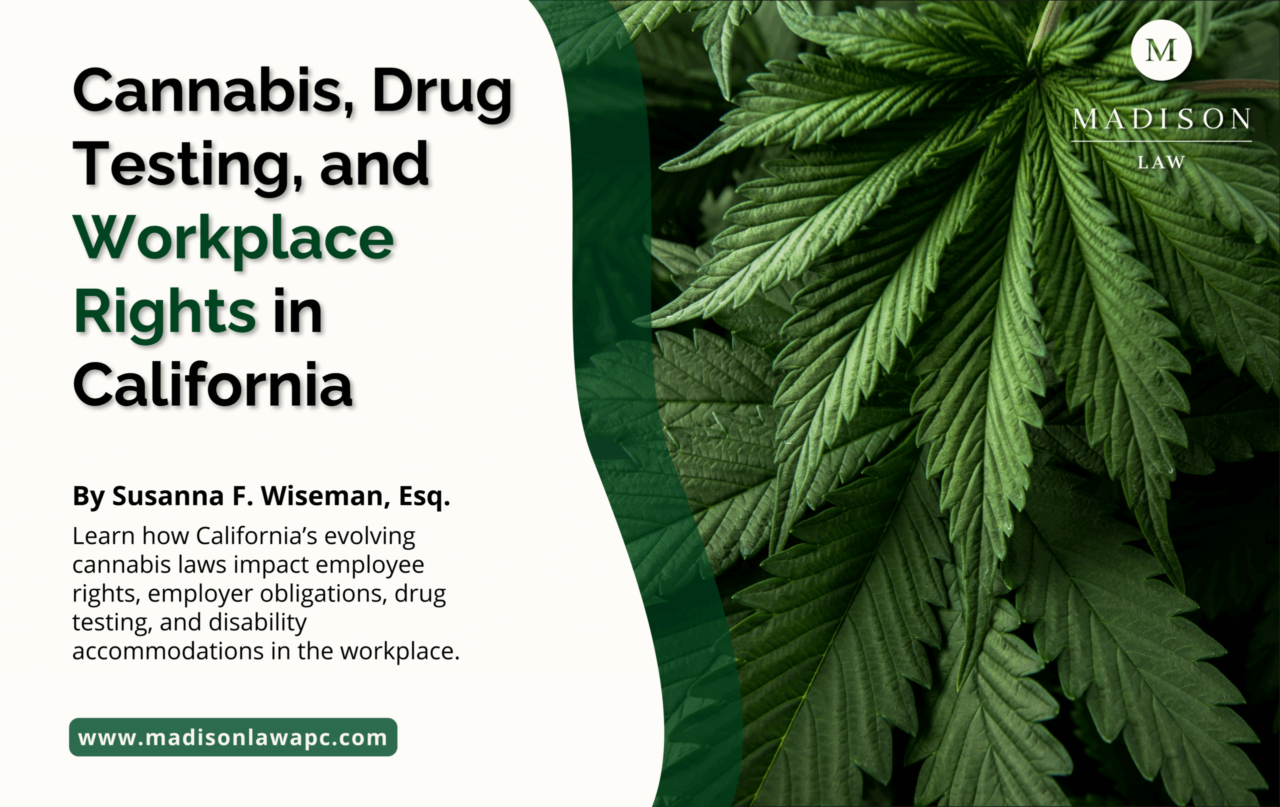 Close-up of cannabis leaves beside legal text discussing workplace rights, drug testing, and employee protections under California law.